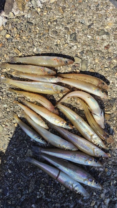 今日もキス釣り