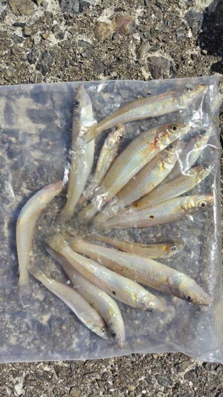 キスの活性があがらない。