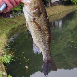 アフターの釣り方