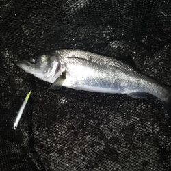 ベイトはイワシ?