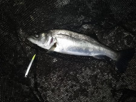 ベイトはイワシ?