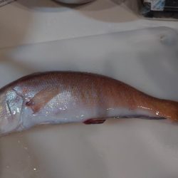 激渋なんとか白甘鯛1匹