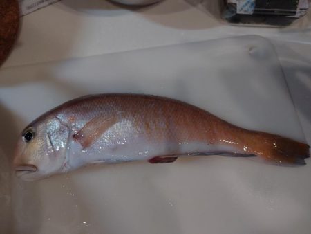 激渋なんとか白甘鯛1匹