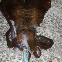 3キロに届かず!