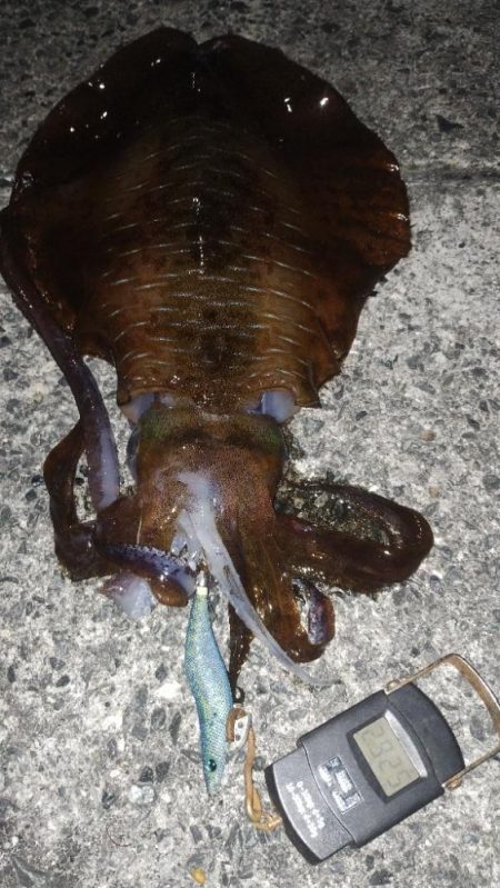 3キロに届かず!