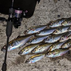 やる事が定まらんアジング