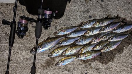 やる事が定まらんアジング