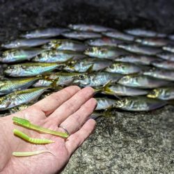 ハンポワ縛りアジング