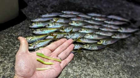 ハンポワ縛りアジング