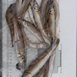 苅屋海岸のキス釣り