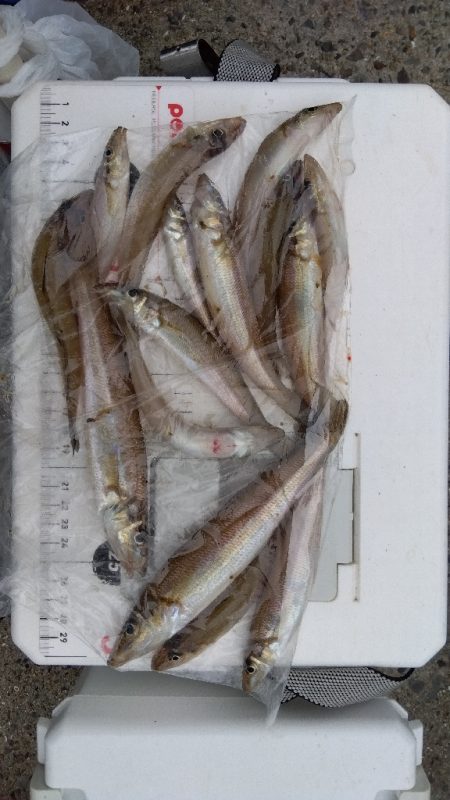 苅屋海岸のキス釣り