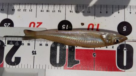 苅屋海岸のキス釣り