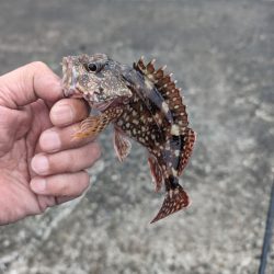 陸っぱり釣行記