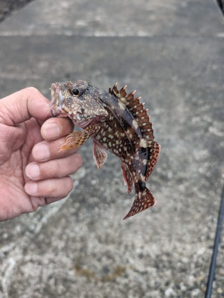 陸っぱり釣行記