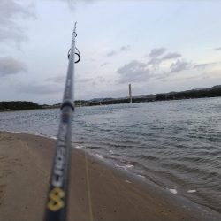 ヒラセイゴ爆釣！