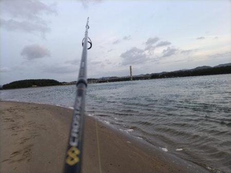 ヒラセイゴ爆釣！