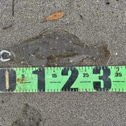 ソゲとヒラセイゴ釣れたとです。