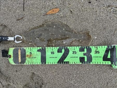 ソゲとヒラセイゴ釣れたとです。