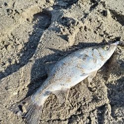 ベタ凪でも釣れました。