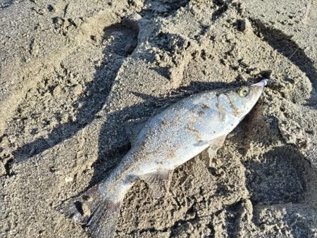 ベタ凪でも釣れました。