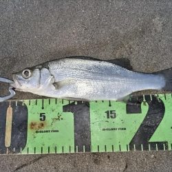 ルアーフィッシング