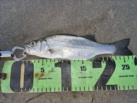 ルアーフィッシング