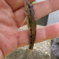 テナガエビ釣り