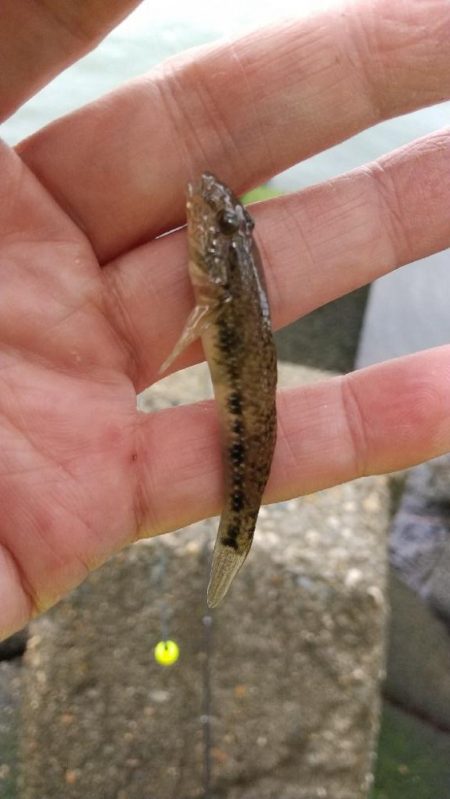 テナガエビ釣り