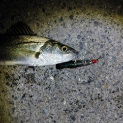 セイゴ4匹(23~28cm)