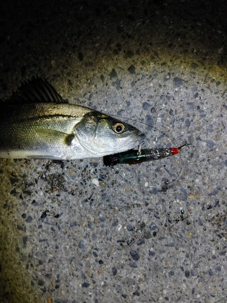 セイゴ4匹(23~28cm)