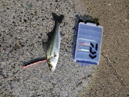 セイゴ30cmを2匹