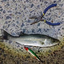 シーバス70cm出ました