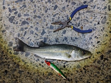 シーバス70cm出ました