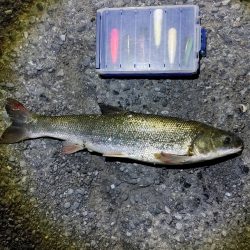 今回は大苦戦でした