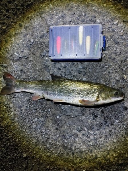 今回は大苦戦でした