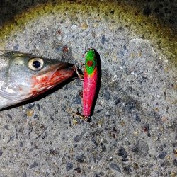 セイゴ30cmを2匹