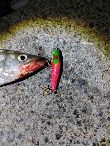 セイゴ30cmを2匹