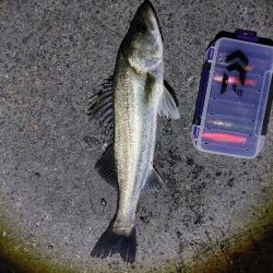 爆釣と言って良いと思います(^^)