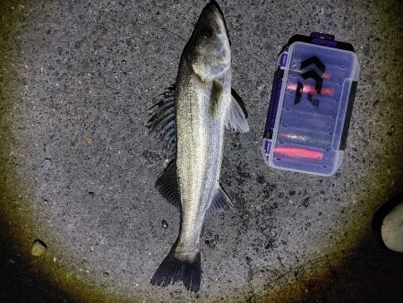 爆釣と言って良いと思います(^^)