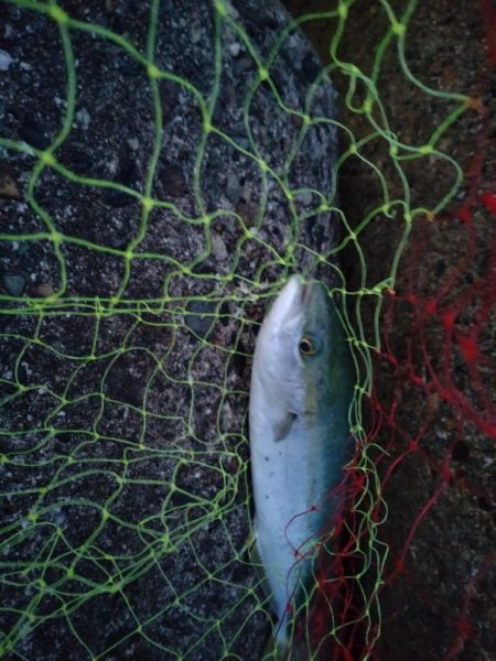 マゴチ2匹！フクラギ多