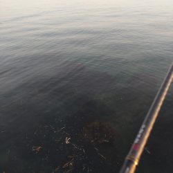 フクラギ多数!マゴチ1匹!