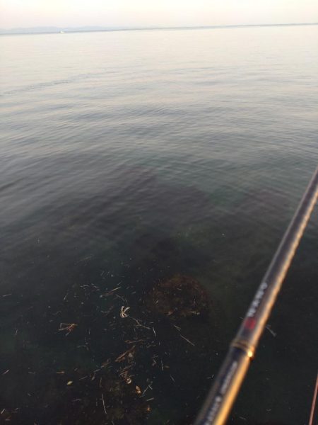 フクラギ多数!マゴチ1匹!