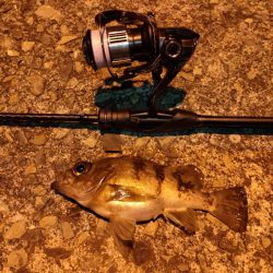 小豆島釣りキャンツーリング初日釣果