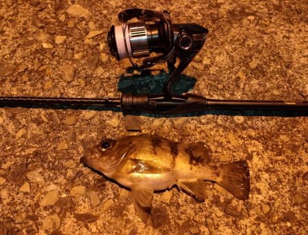 小豆島釣りキャンツーリング初日釣果