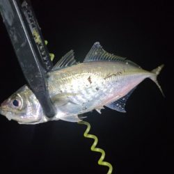 小豆島釣りキャンツーリング2日目の釣果