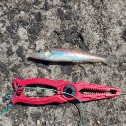 1年ぶりの釣果は…?