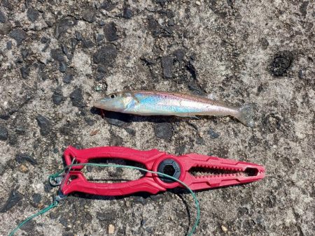 1年ぶりの釣果は…?