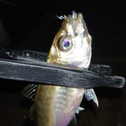 お目当ての魚は釣れませんでした！