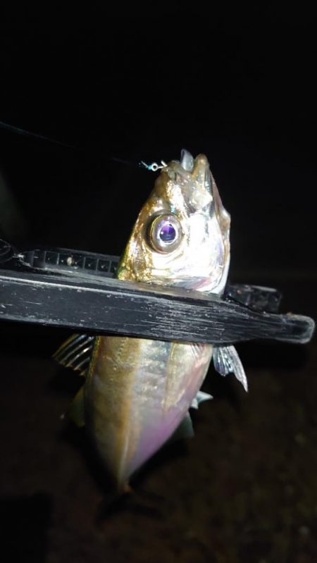 お目当ての魚は釣れませんでした！