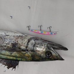 今年初の鰆はメーターオーバー!!